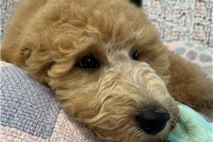 Piper - Poodle, Miniature for sale