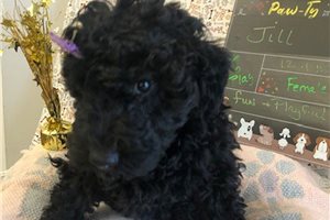 Phoebe - Poodle, Miniature for sale