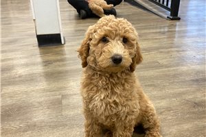 Peyton - puppy for sale