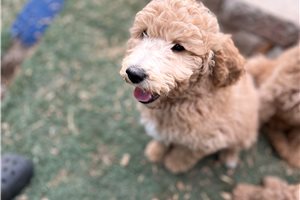Piper - Miniature Poodle for sale