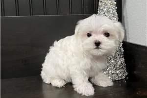 Pippin - Maltese for sale