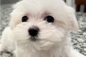 Pocahontas - puppy for sale