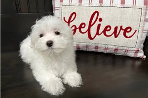 Pixel - Maltese for sale
