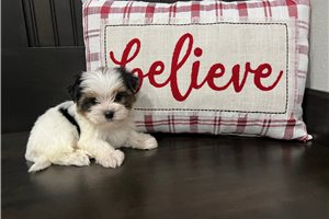 Dasha - Morkie / Yorktese for sale