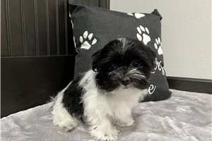 Bimini - Morkie / Yorktese for sale