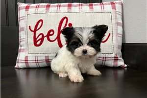 Daria - puppy for sale