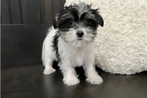Billie Jean - Morkie / Yorktese for sale