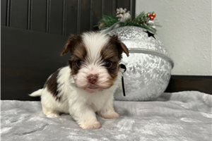 Delaney - puppy for sale
