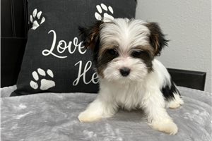 Chester - Morkie / Yorktese for sale