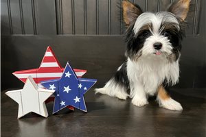 Champ - Morkie / Yorktese for sale