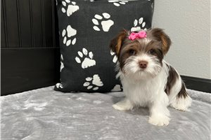 Mila - Morkie / Yorktese for sale