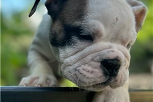Mia - English Bulldog for sale