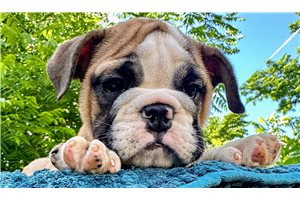 Madison - English Bulldog for sale