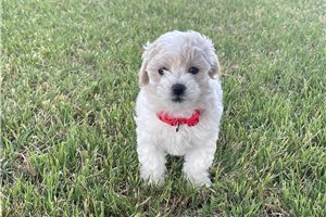 Holly - puppy for sale