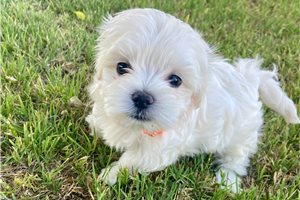 Hamilton - puppy for sale