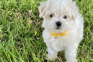 Henri - puppy for sale