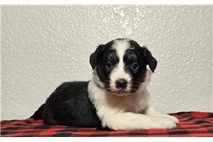 Adrian - Aussiedoodle for sale