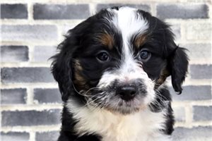 Ashton - Aussiedoodle for sale
