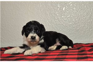 Atlas - Aussiedoodle for sale