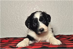 Ajax - Aussiedoodle for sale