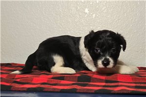 Amiyah - Aussiedoodle for sale