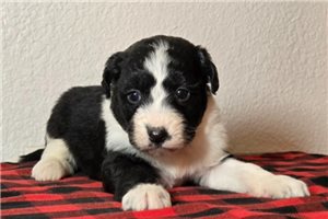 Allyson - Aussiedoodle for sale