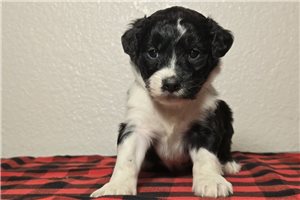 Adam - Aussiedoodle for sale