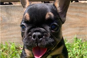 Effie - French Bulldog for sale