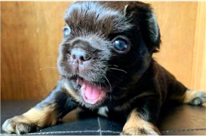 Fluffy Nolan - puppy for sale