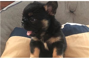 Edith - puppy for sale