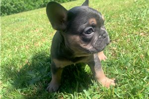 Earnest - puppy for sale
