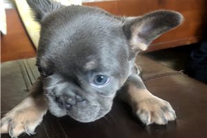 Nathan - puppy for sale