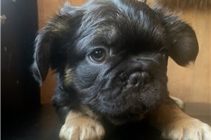 Elias - French Bulldog for sale