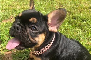 Effie - French Bulldog for sale