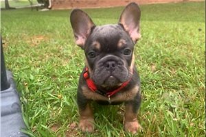 Earnest - French Bulldog for sale