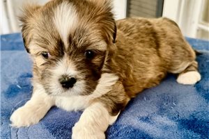 Brenden - Lhasa Apso for sale