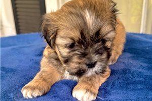Baxter - puppy for sale