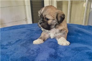 Boston - puppy for sale