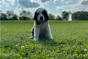 Amina - puppy for sale