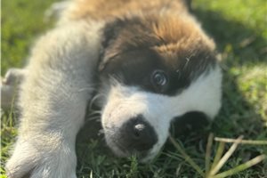 Anders - puppy for sale
