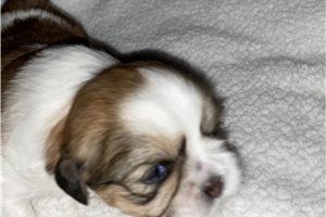 Tyson - puppy for sale
