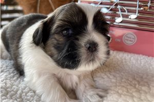Tiki - puppy for sale