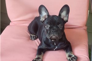 Kenzie - French Bulldog for sale