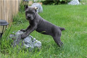 Fernanda - puppy for sale