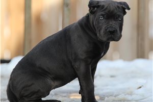 Davy - Cane Corso Mastiff for sale