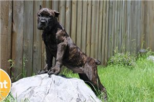 Figaro - puppy for sale