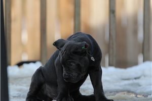 Michael - Cane Corso Mastiff for sale