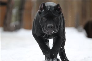 Maria - Cane Corso Mastiff for sale