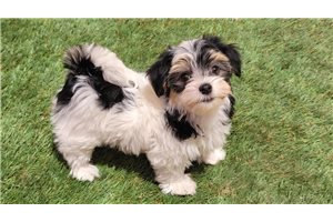 Betsy - Havanese for sale