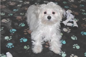 Creed - Maltese for sale
